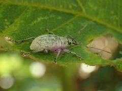 Cyphicerini