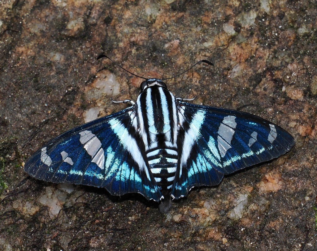 Jemadia menechmus