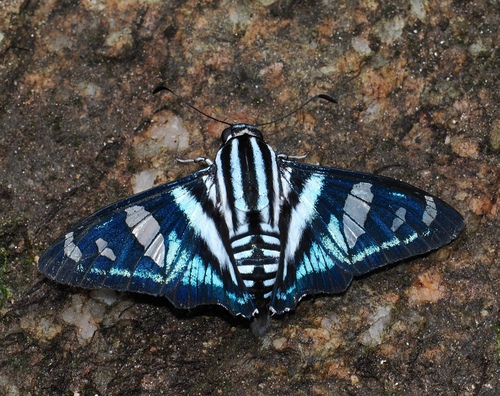 Jemadia menechmus