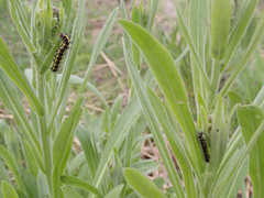 Gnophaela latipennis