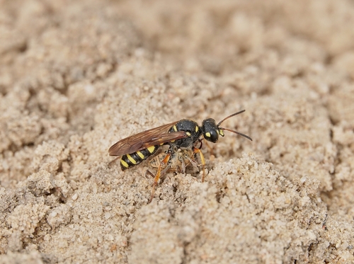 Representative image of Cerceris flavilabris