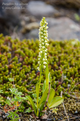 Pseudorchis straminea
