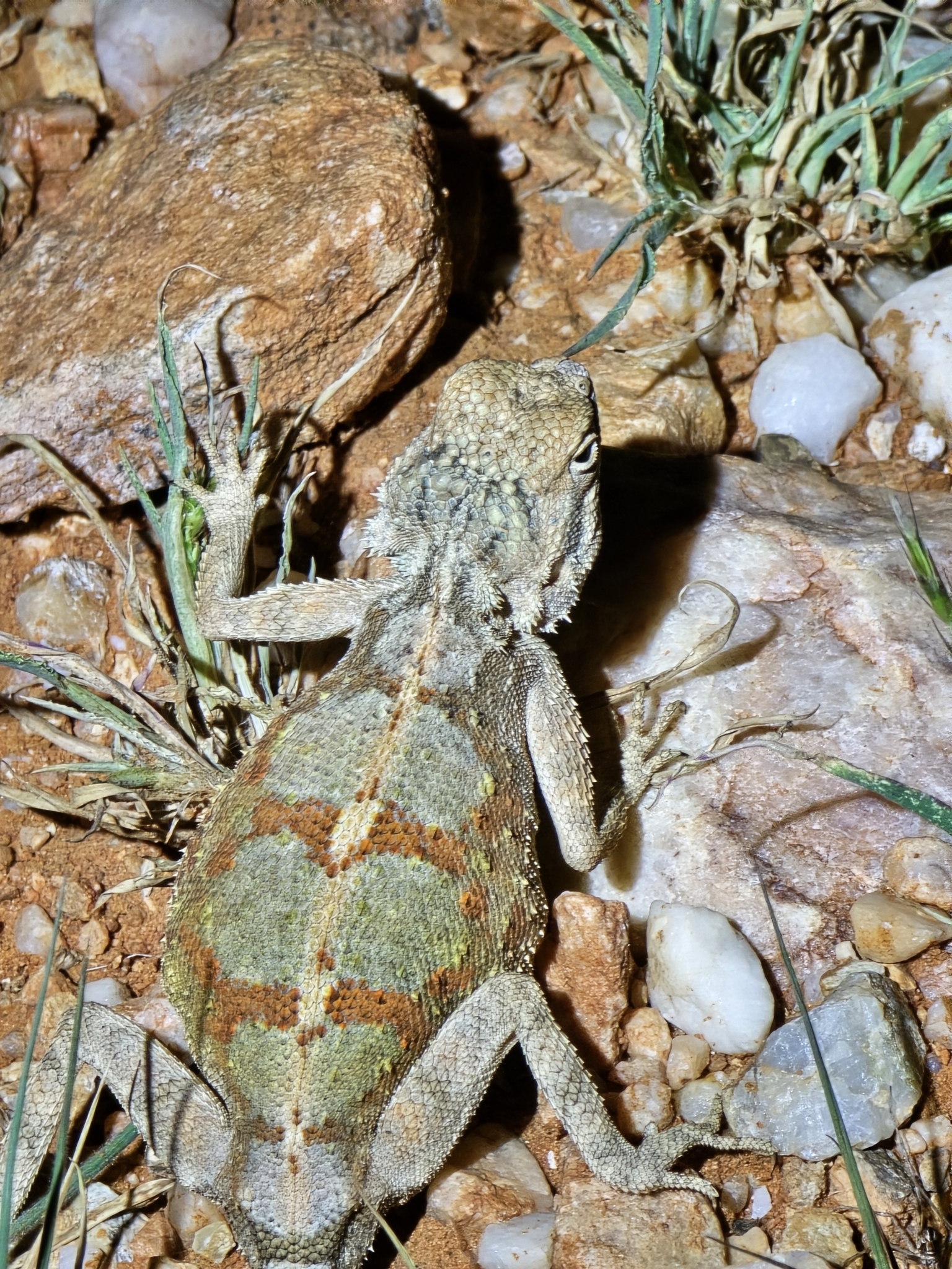 Agama anchietae Bocage, 1896