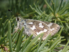 Hesperia juba