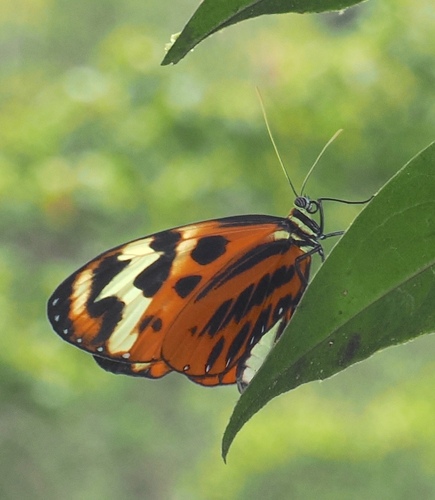 Mechanitis mazaeus