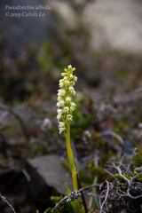 Pseudorchis straminea