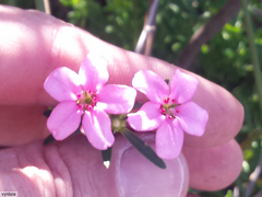 Adenandra fragrans