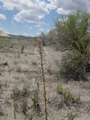 Thelypodium crispum