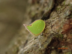 Salurnis marginella