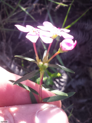 Adenandra fragrans