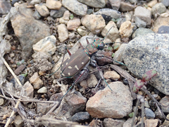 Cicindela oregona oregona