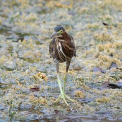 Butorides virescens image