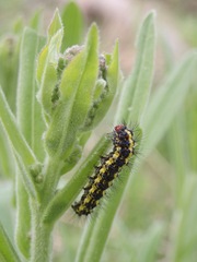 Gnophaela latipennis