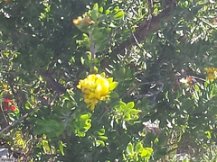 Aspalathus securifolia