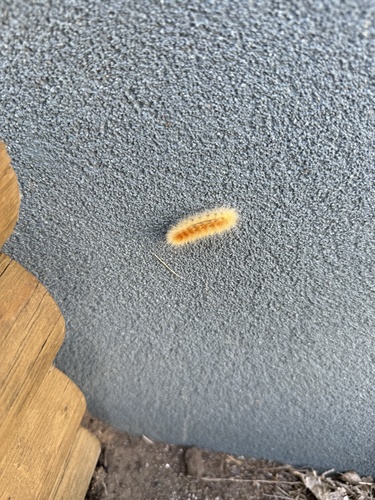 Virginian Tiger Moth