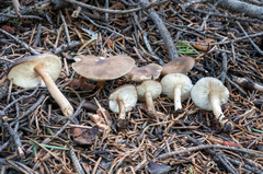 Melanoleuca angelesiana