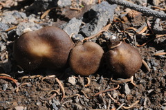 Melanoleuca angelesiana