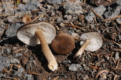 Melanoleuca angelesiana