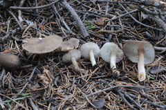 Melanoleuca angelesiana