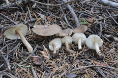 Melanoleuca angelesiana