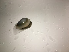Monetaria annulus