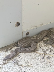 Tropidophis melanurus