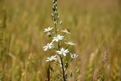 Ornithogalum pyramidale