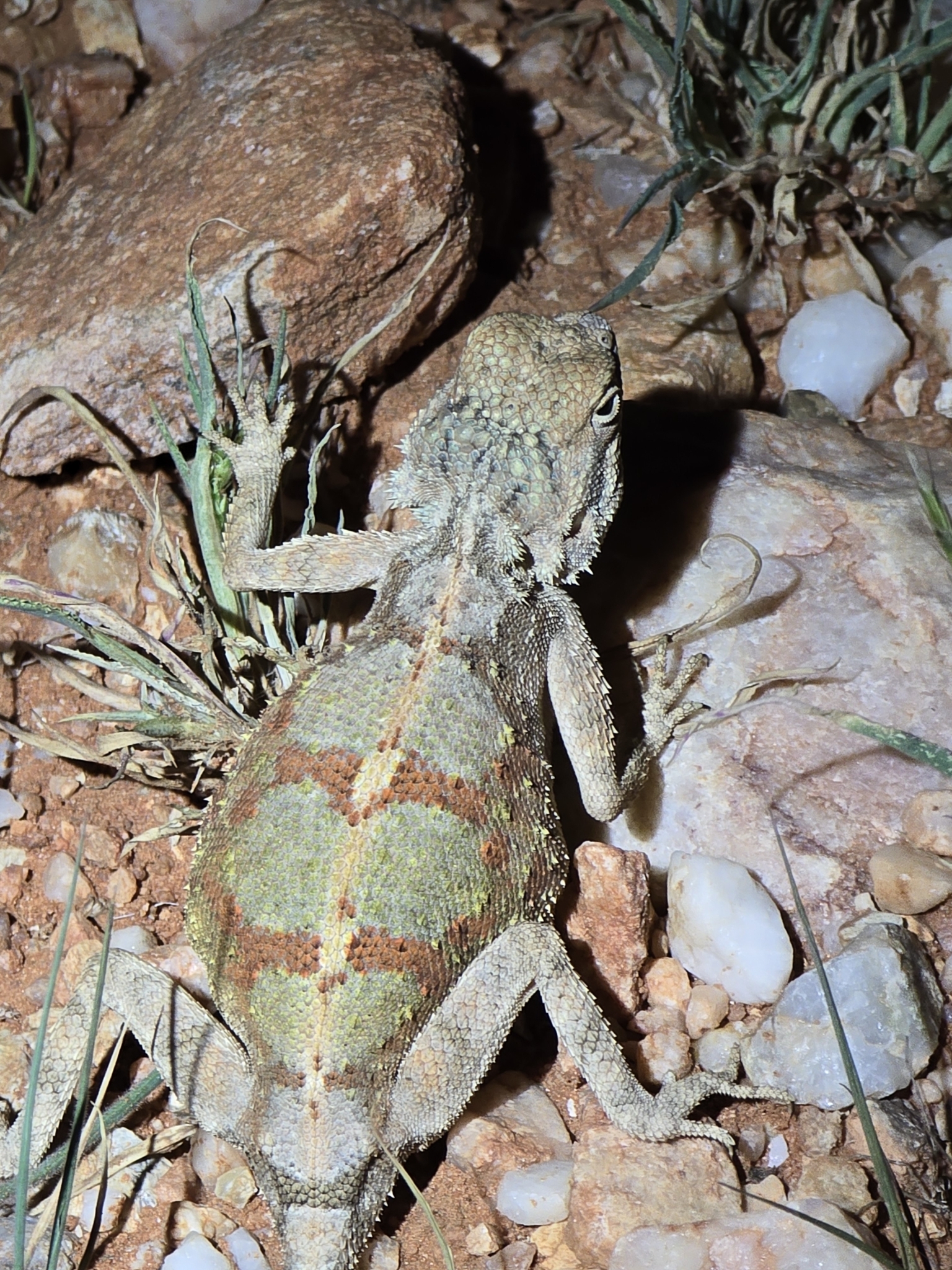 Agama anchietae Bocage, 1896
