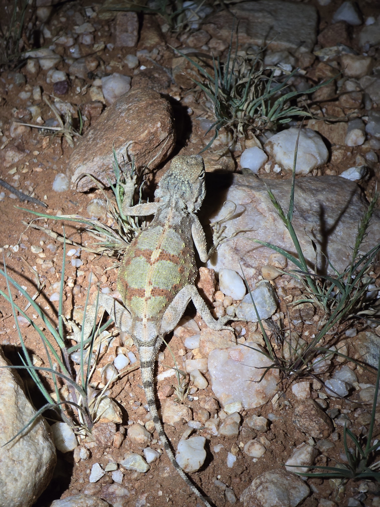 Agama anchietae Bocage, 1896