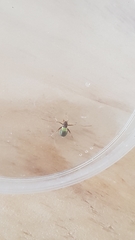 Closterotomus