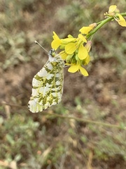 Anthocharidini