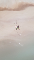 Closterotomus