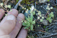 Micranthes bryophora