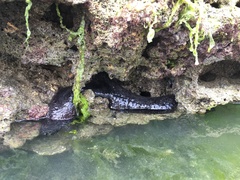 Holothuria atra