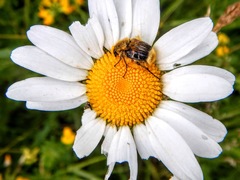 Trichiotinus assimilis