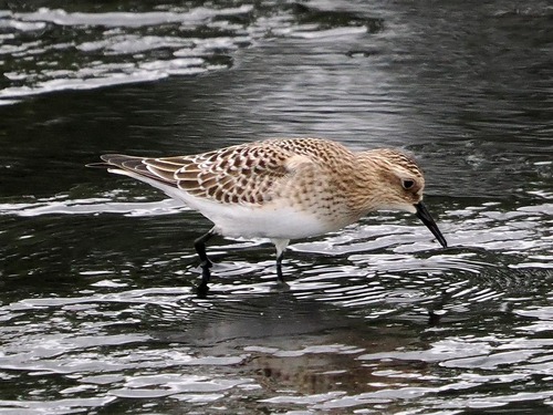 Correlimos de Baird (Calidris bairdii)