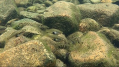 Xiphophorus variatus