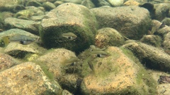 Xiphophorus variatus