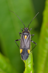 Capsodes flavomarginatus