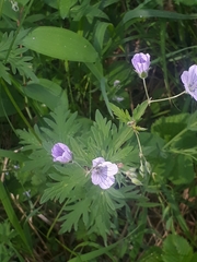 Geranium pseudosibiricum