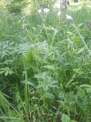Geranium pseudosibiricum