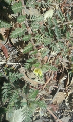 Tribulus terrestris