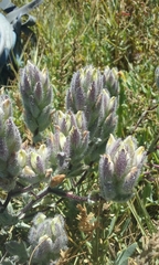 Chloropyron molle molle