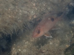 Red Snapper photo 3