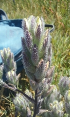 Chloropyron molle molle