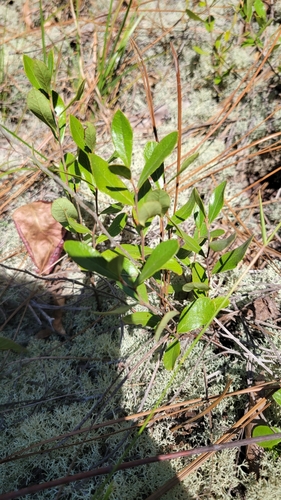 Image of Gaylussacia dumosa by no rights reserved