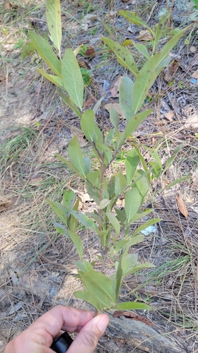 Image of Gaylussacia tomentosa by no rights reserved