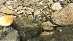 Xiphophorus variatus