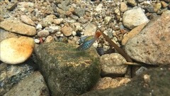 Xiphophorus variatus