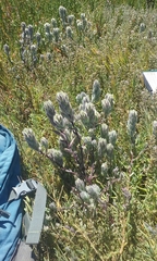 Chloropyron molle molle